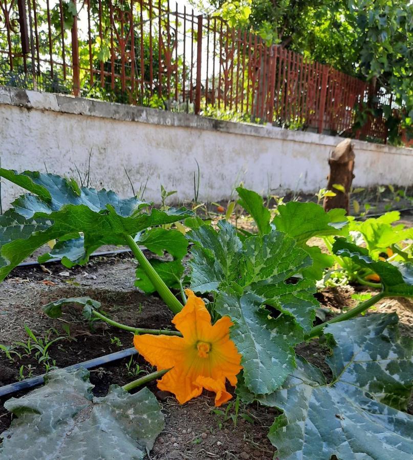 Bed and breakfast Ioli Vesuvio Ercolano