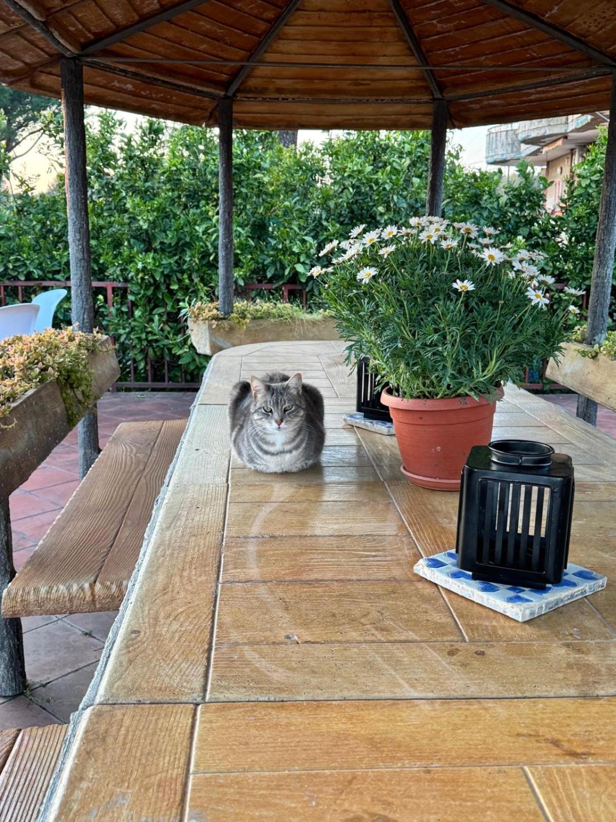 Bed and breakfast Ioli Vesuvio Ercolano